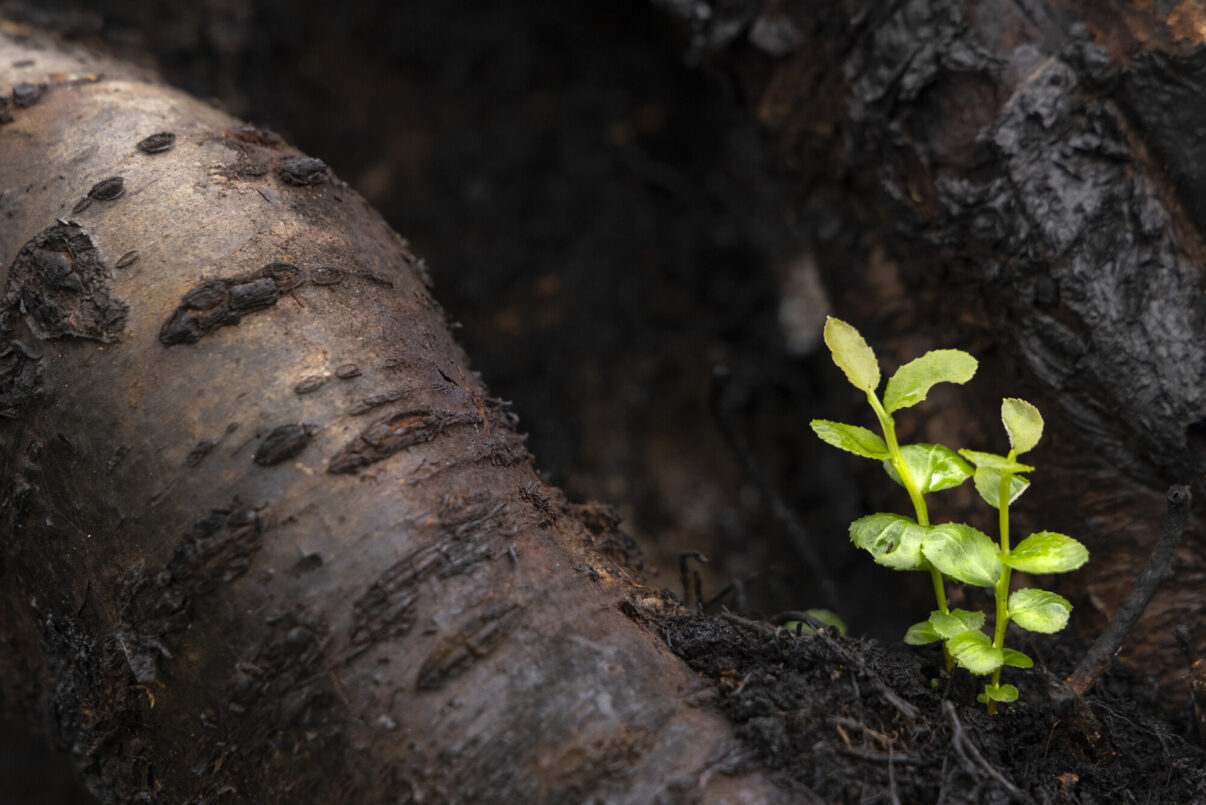 Blaeberry (Vaccinium myrtillus) growing through a recent wildfire area of Corrimony Farm, Affric Highlands.