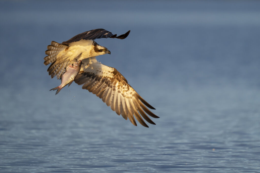 Osprey, Pandion haliaetus, catch Common bream, Abramis brama, Eskilstuna, Lake Malaren, Sweden