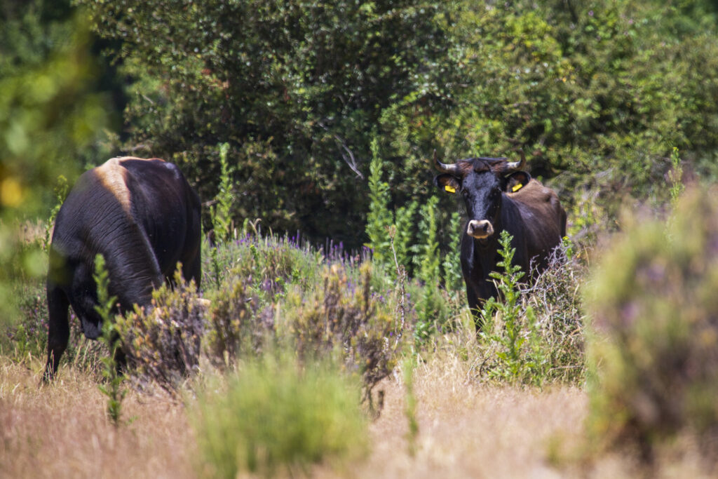 Tauros at Vale Feitoso rewilding site in the Greater Côa Valley (during field visit ERN-EYR event, May 2024)