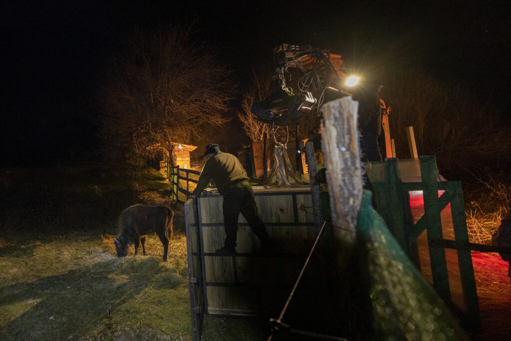 Bison release Zhenda, Rhodope Mountains, Bulgaria