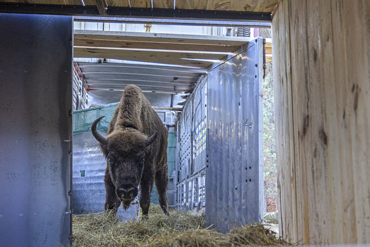 European bison arrive in Zhenda, the Rhodope Mountains