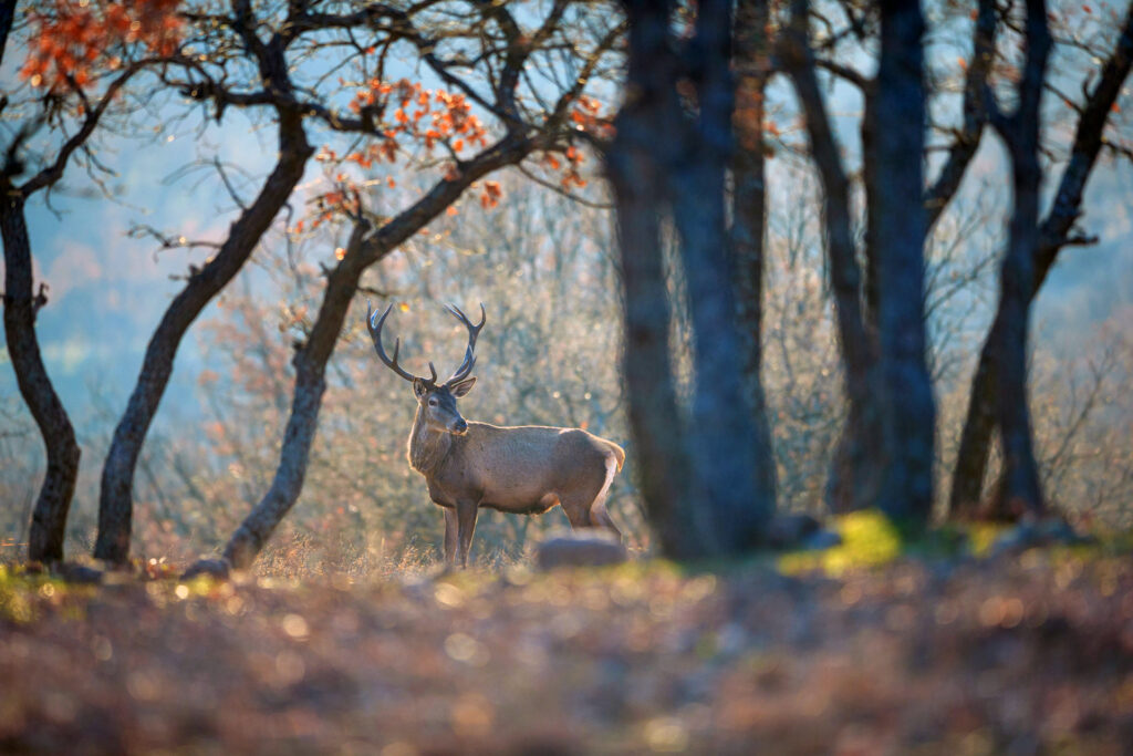 Red deer in the Rhodope Mountains, Bulgaria