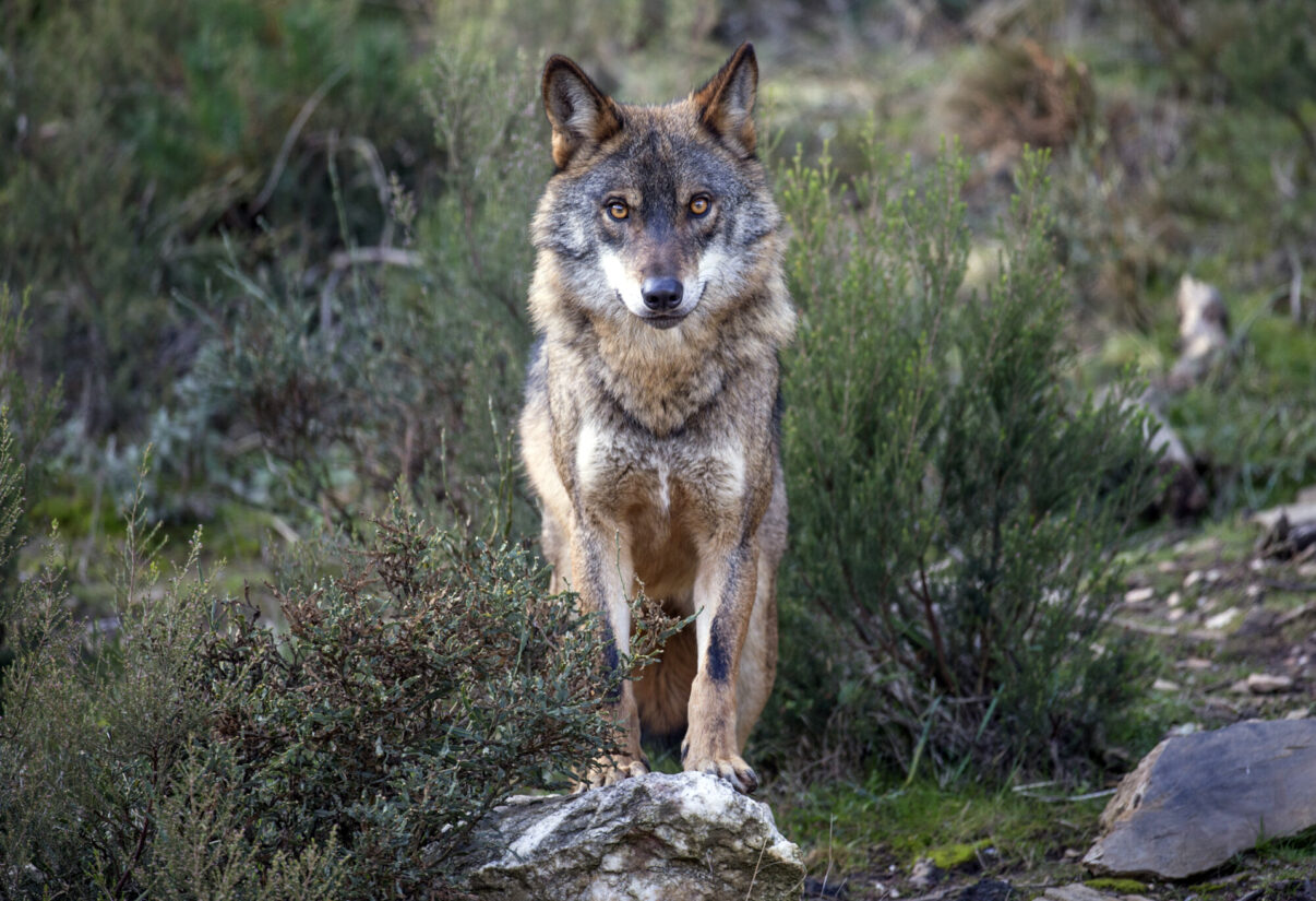 Iberian Wolf in Greater Côa Valley, Portugal