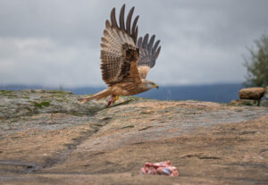 Red kites in Spain