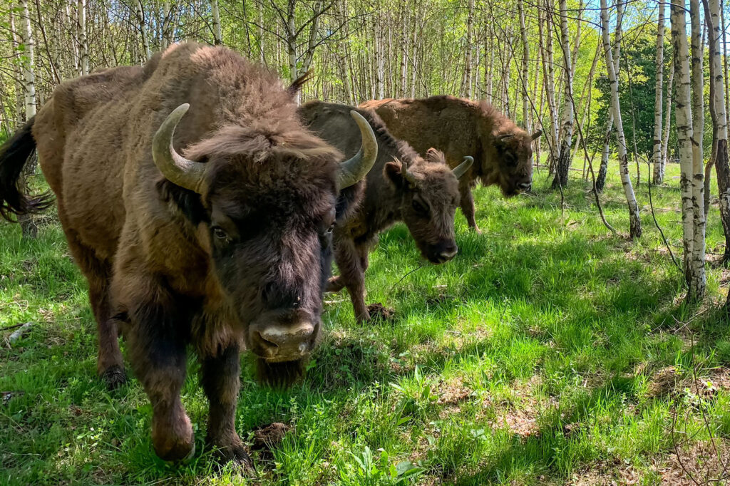 Bison in Summer in the Carpathian Mountains