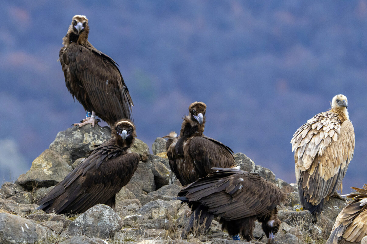 Cinereous vulture and Griffon vulture in the Rhodope Mountains