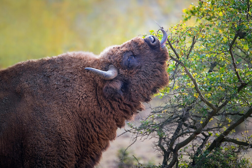 Bison in the Rhodope Mountains.