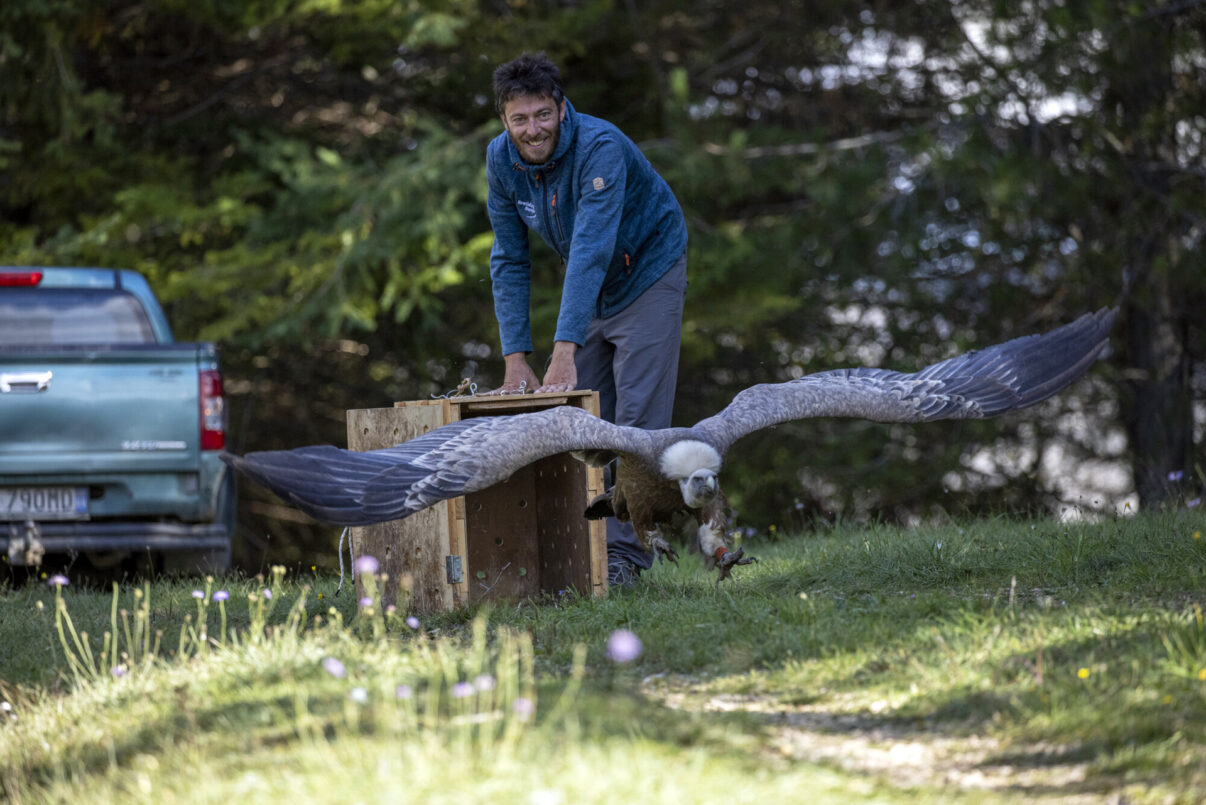 Rewilding Apennines field officer Fabrizio Cordischi releases a griffon vulture (Gyps fulvus) after GPS tagging operations. Velino Nature Reserve, Abruzzo - Central Apennines, Italy. 2021