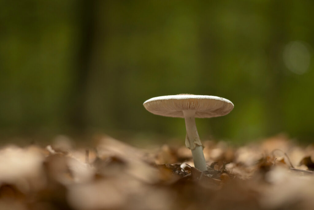 Fungi growing in broadleaf woodland near Glashütte, Oder Delta.