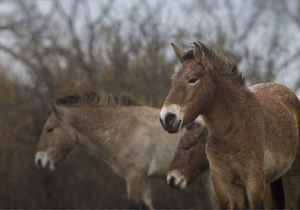 Przewalski's horses after release in the Iberian Highlands.