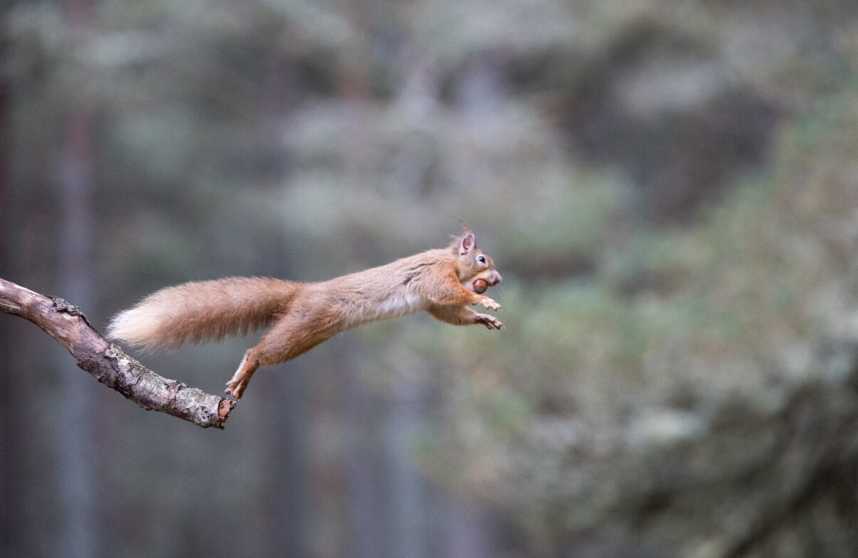 Red squirrel in Cairngorms National Park, Scotland.