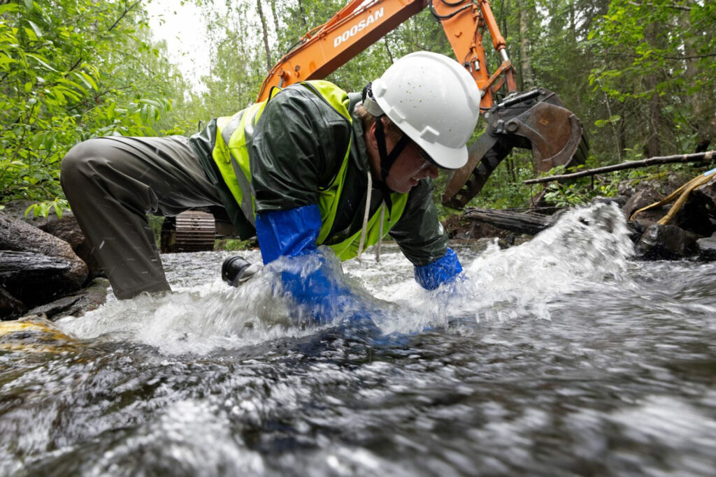 Starting in June, the Rewilding Sweden team have been working to restore a five-kilometre stretch of the Abramsån River.