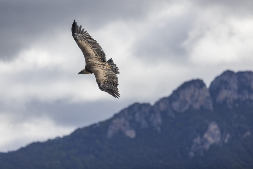 Eurasian griffon vulture (Gyps fulvus) flying over the village and roads of Rémuzat (Drôme, France), an important site for vultures.