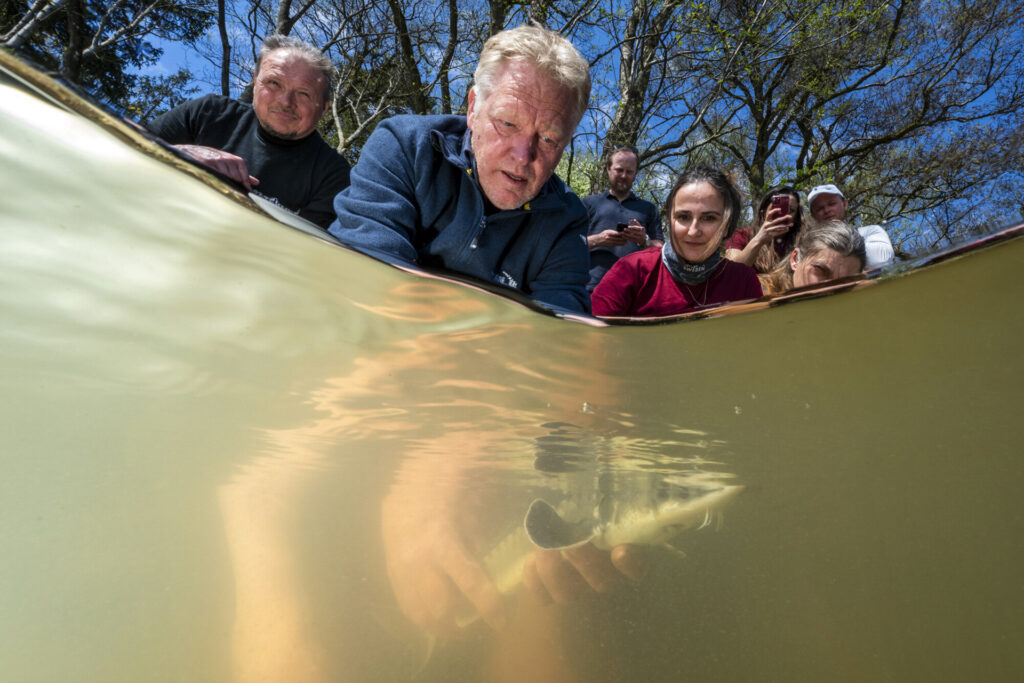 Frans Schepers of Rewilding Europe releases a sturgeon into the Göta River, Sweden.