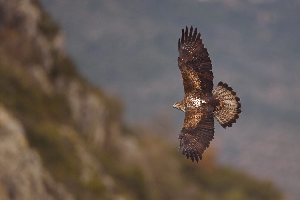 Bonelli's eagle or Eurasian hawk-eagle, Hieraetus fasciatus or Aquila fasciata, picture taken from hide, at a feeding station for conservation purposes, utillizing live domestic pigeons caught as pests in a nearby city, Montsenis, Pre-Pyrenees, Catalonia, Spain