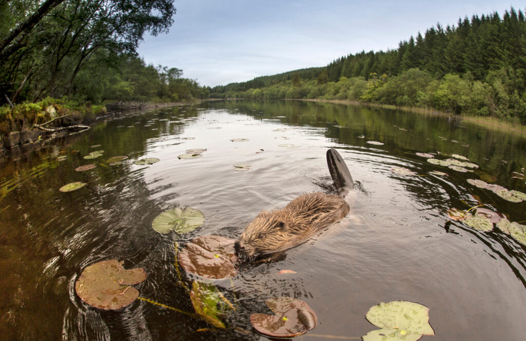 European beaver (Castor fiber) foraging at dusk, Knapdale Forest, Argyll, Scotland.