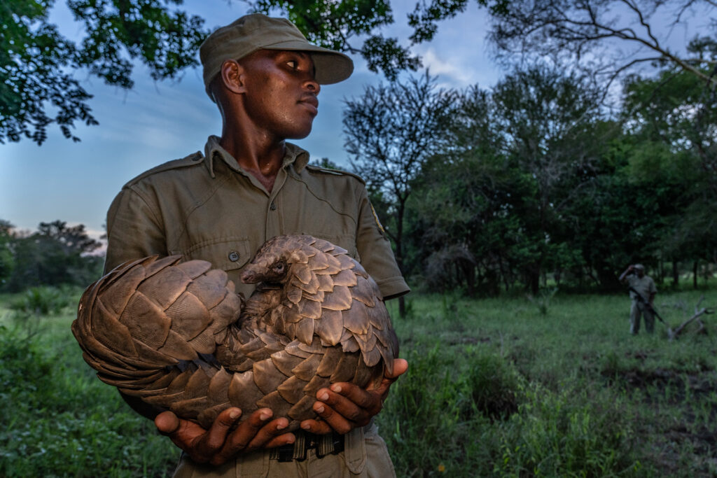 Here, Gorongosa National Park ranger Jose Liva Simbe carries a pangolin to a termite mound, where it can find termites to eat; after being rescued from poachers, it is being rehabilitated for release. Pangolins are the most trafficked animal in the world, desired in Asia for their meat and scales. There are eight species of pangolin, all from Africa and Asia, and all of them are endangered. In recent decades, Asian pangolins have been hunted to near-extinction, and the pressure on African pangolins is skyrocketing.