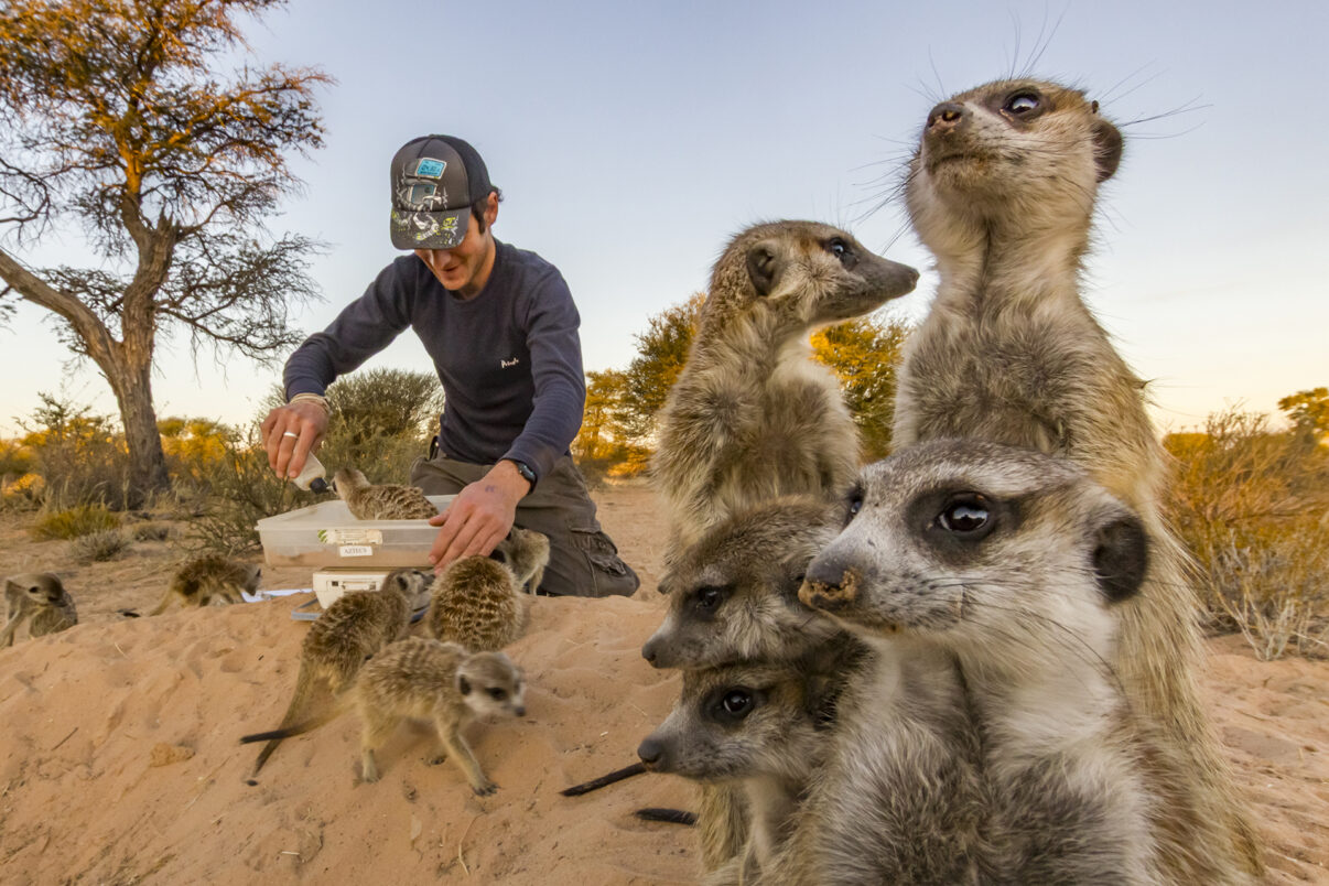 A researcher weighs wild, habituated meerkats (Suricata suricatta) at their burrow in the Kalahari Desert, South Africa. Meerkats' highly social behavior have made them a model for studying the evolution of sociality in mammals. They have been found to practice such extreme social behavior as allolactation, where multiple females in a group will lactate simultaneously to feed pups that are not their own. Capturing the weights of each individual through time is crucial; in addition to tracking the growth of young meerkats, it can also be an indicator of pregnancy or stress. A few drops of water, a scarce resource here in the desert, are used to lure the meerkats onto the weighing scale.