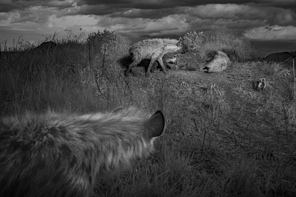 Mickey Smith, a low-ranking 1-year-old female, stands on the outskirts of the den after being chased off several times by higher-ranking individuals. South Clan Den, Mara Triangle, Kenya.