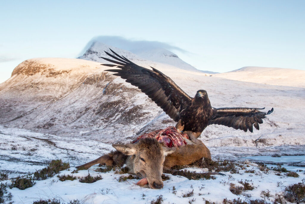 Golden eagle (Aquila chrysaetos) feeding on red deer carcass, Assynt, Scotland.