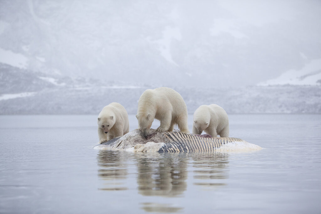 Polar bears (Ursus maritimus) feeding on dead whale, Svalbard, Norway.