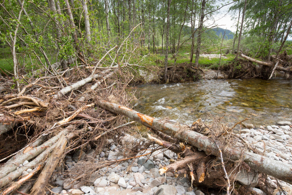 Section of River Feshie that has cut through forest forming gravel banks, tree debris and woodland pools, Cairngorms National Park, Scotland.