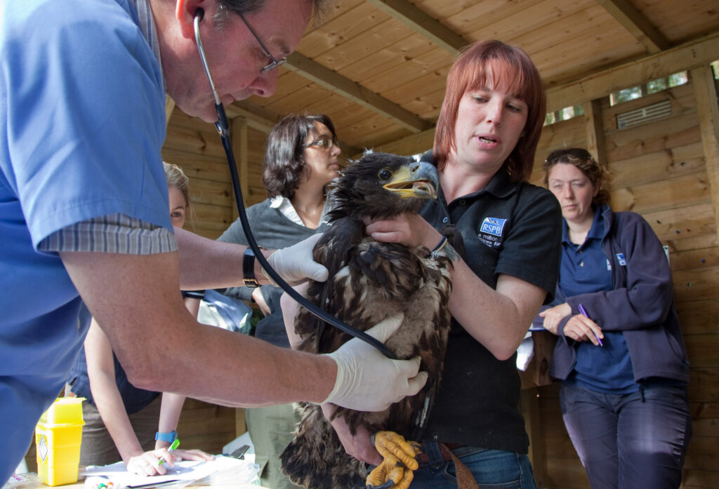 Veterinary inspections on chick as part of the East Scotland Sea Eagle reintroduction project, Scotland.