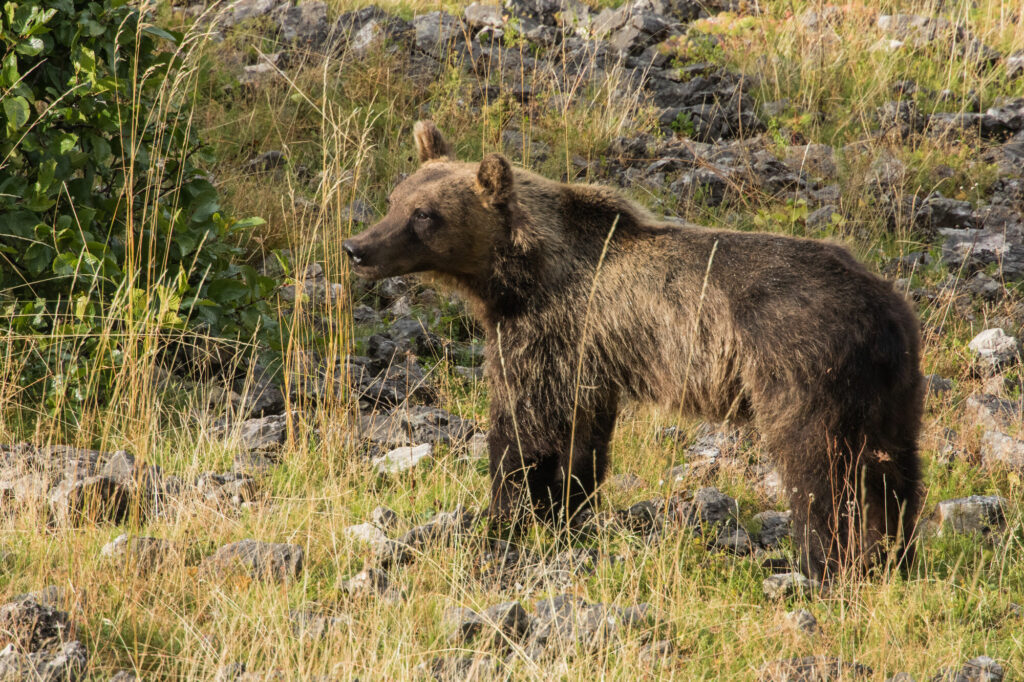 Marsican brown bear (Ursus arctos marsicanus) adult animal on a mountain slope in summer. Central Apennines