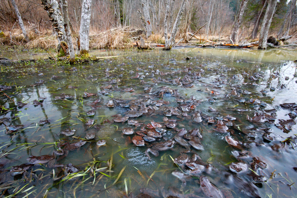 Common frogs mating in beaver's pool, Bieszczady Mountains, Eastern Carpathians, Poland