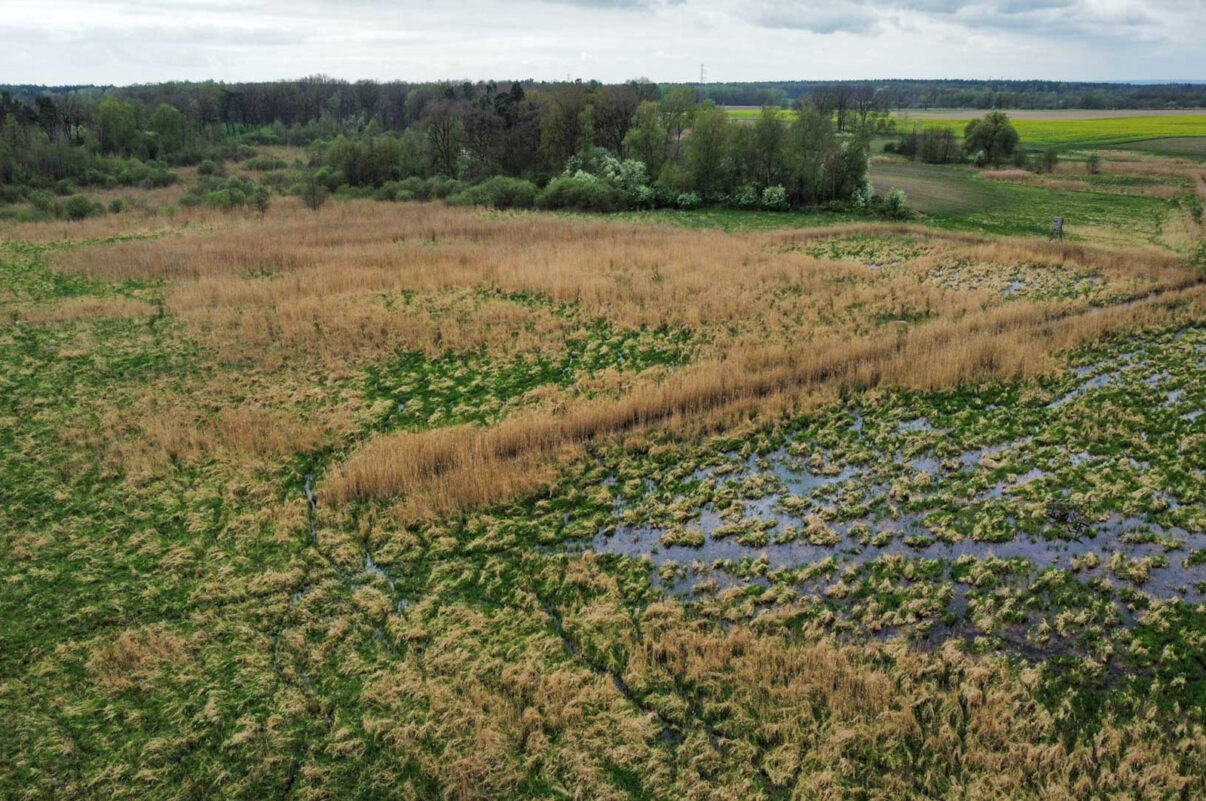 Rewetting the Oder Delta