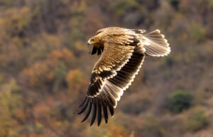 Other scavengers will also benefit from healthier herbivore populations.