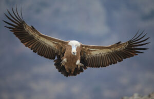 Griffon vulture in the Rhodope Mountains, Bulgaria