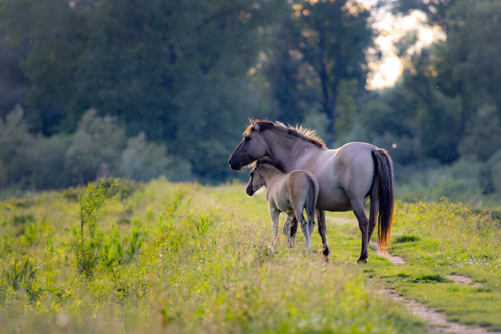 Konik horse and foal in the Millingerwaard