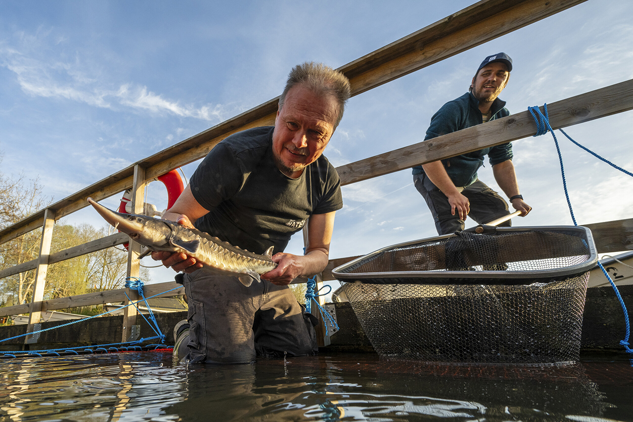 Dan Calderon, a conservationist at Miljöteknik i Väst, releases the first sturgeon into the Göta River.