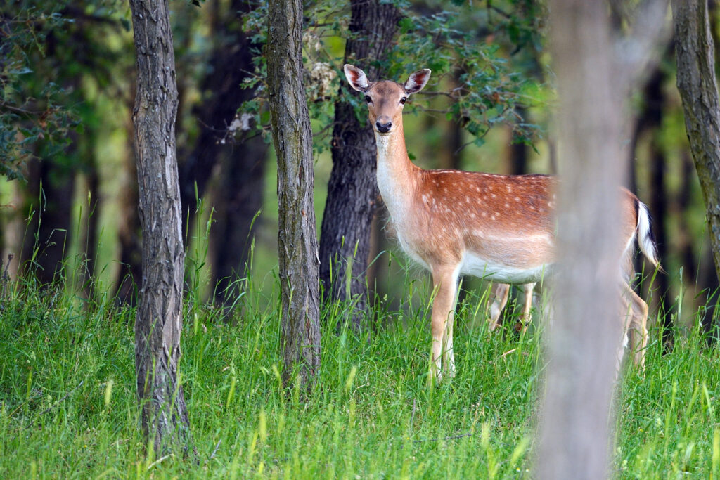 Wild, native original Fallow deer, Dama dama, Studen Kladenets reserve, Eastern Rhodope mountains, Bulgaria