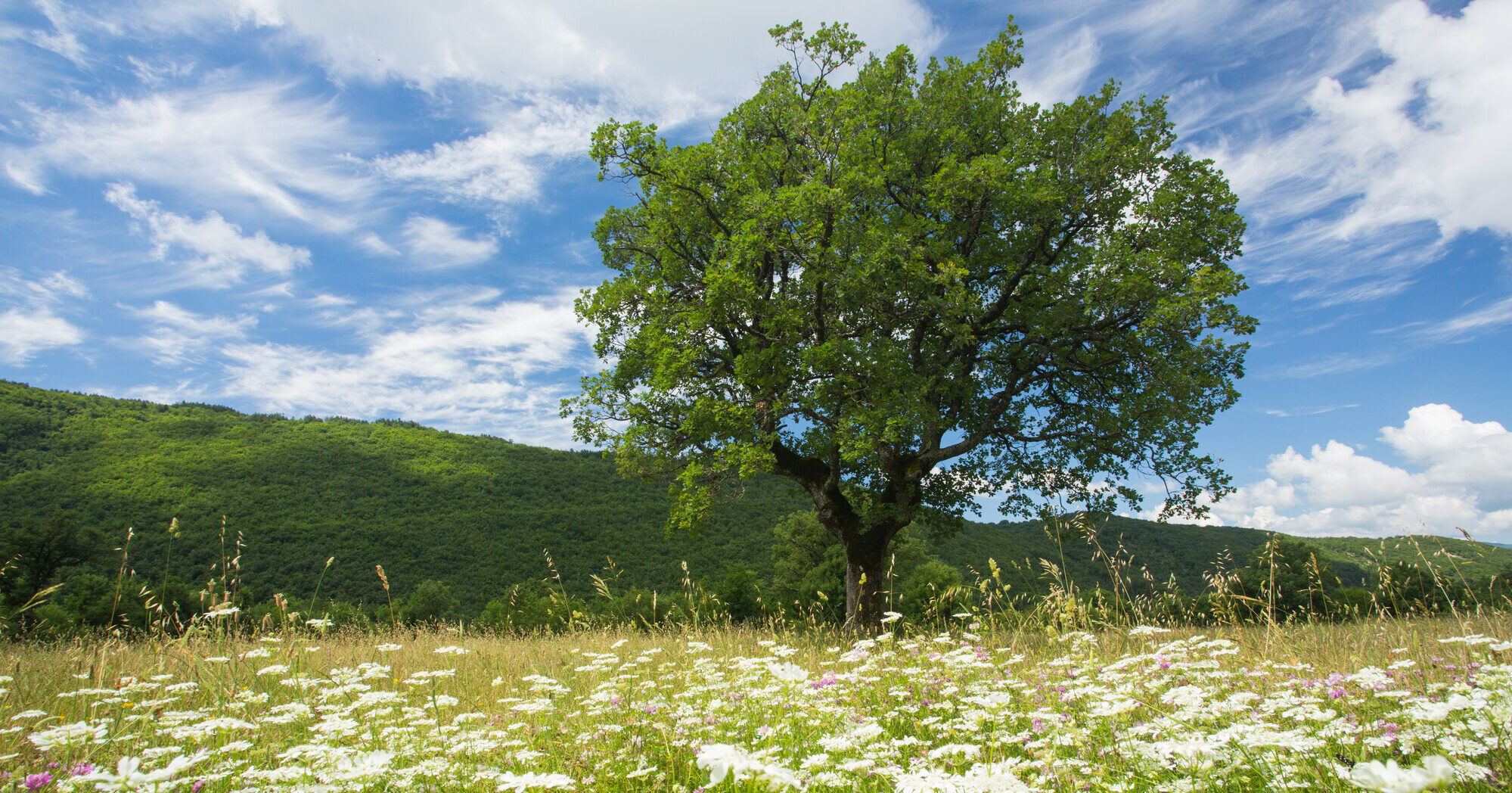 Protected: New guidelines show how Nono can help achieve EU natural recovery goals