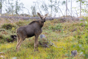 baby moose in Abrahams&aring; landscape.