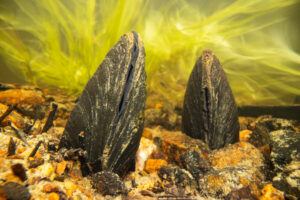 "In our hands through our fingers" sponsored by Rewilding Europe, WWF, Ark and Eye on nature. Freshwater pearlmussel (Margaritifera margaritifera) in Abrahamså river.