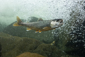 Arctic char in waterfall Abisko Miellejohka river.