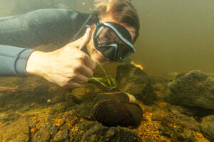Isak Edstr&ouml;m collecting freshwater pearl mussels Margaritifera margaritifera before restoration work starts