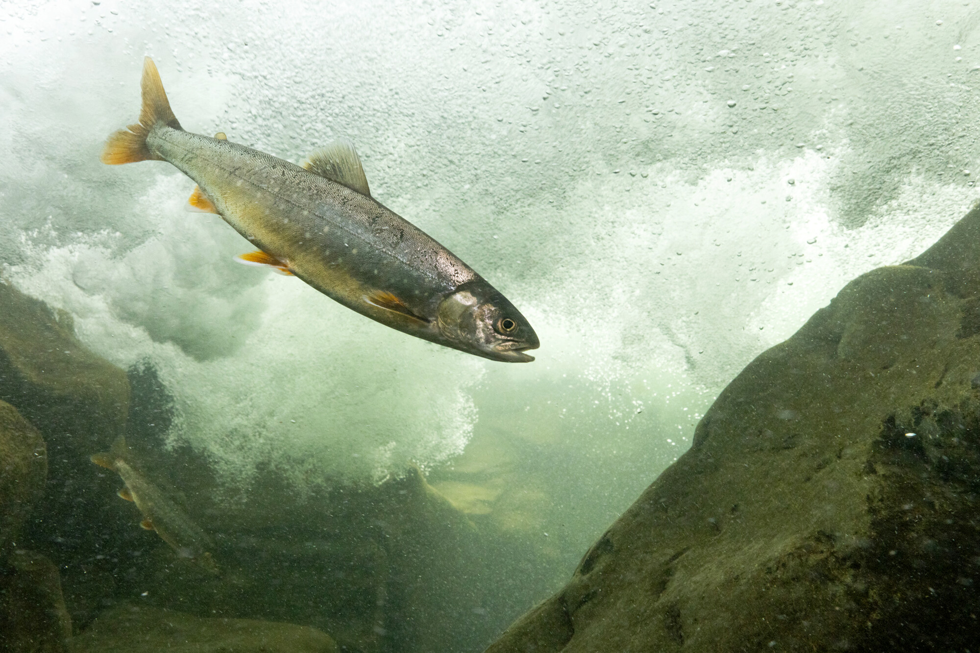 An Arctic char in rapids.