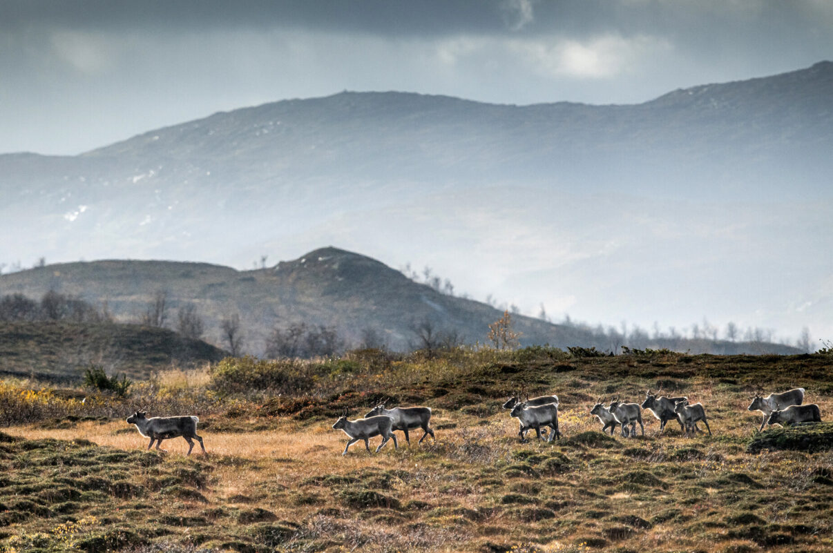Semi-wild reindeer walking through landscape in Nordic Taiga, Sweden.