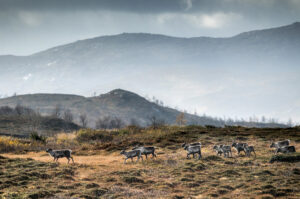 Semi-wild reindeer walking through landscape in Nordic Taiga, Sweden.