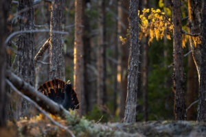 Capercaillie (Tetrao urogallus) in woodland. Nordica Taiga, Sweden.