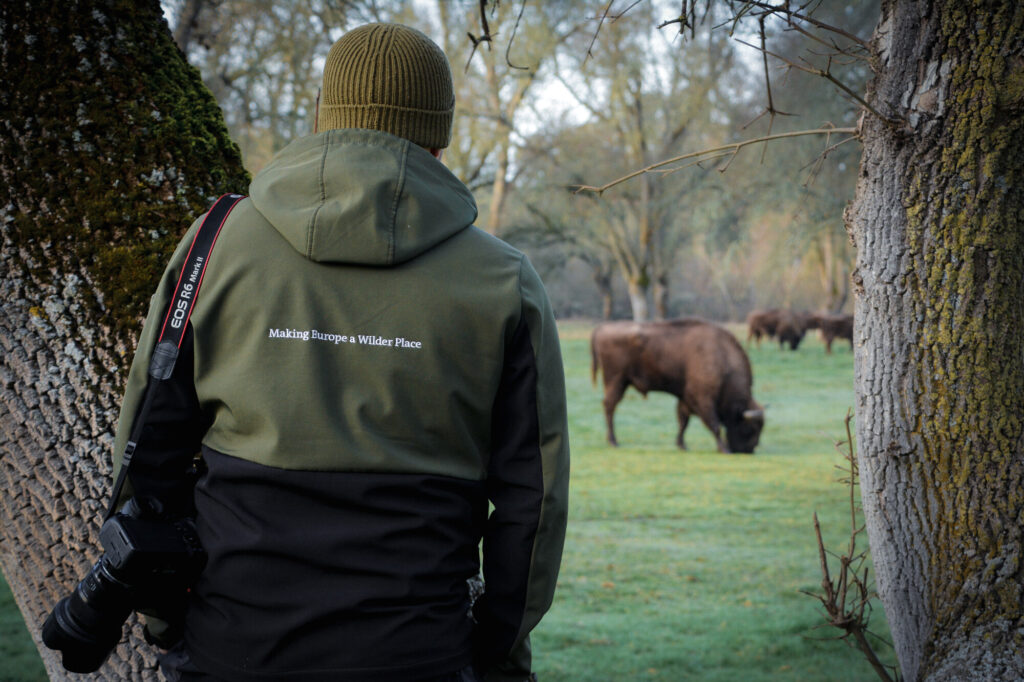 European bison grazing in Valparaiso, Spain, with rewilding officer watching