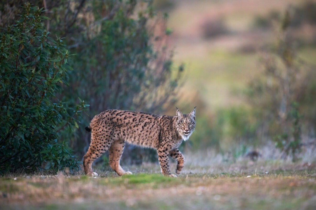 Iberian Lynx, Lynx pardinus, Parque Natural Sierra de Andújar, Andalucia, Spain. Endemic and Vulnerable according to IUCN. in 2019 estimated 830 individuals only