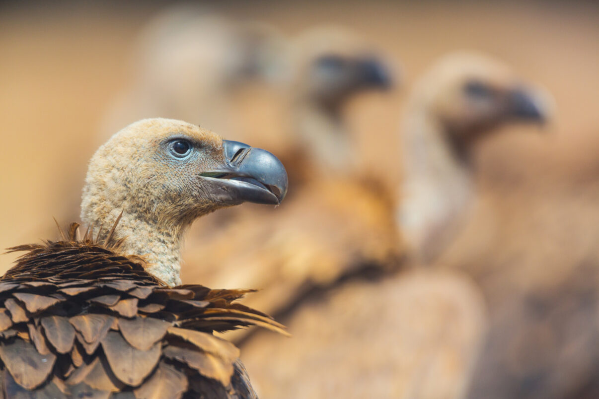 GRIFFON VULTURE (Gyps fulvus), Campanarios de Azaba Biological Reserve, Salamanca, Castilla y Leon, Spain, Europe
