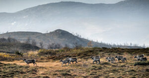 Semi-wild reindeer walking through landscape in Nordic Taiga, Sweden.
