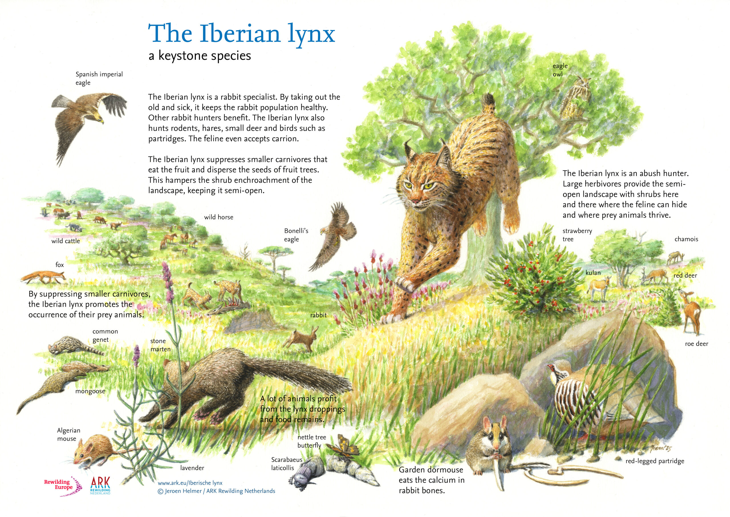 Iberian Lynx illustration by Jeroen Helmer