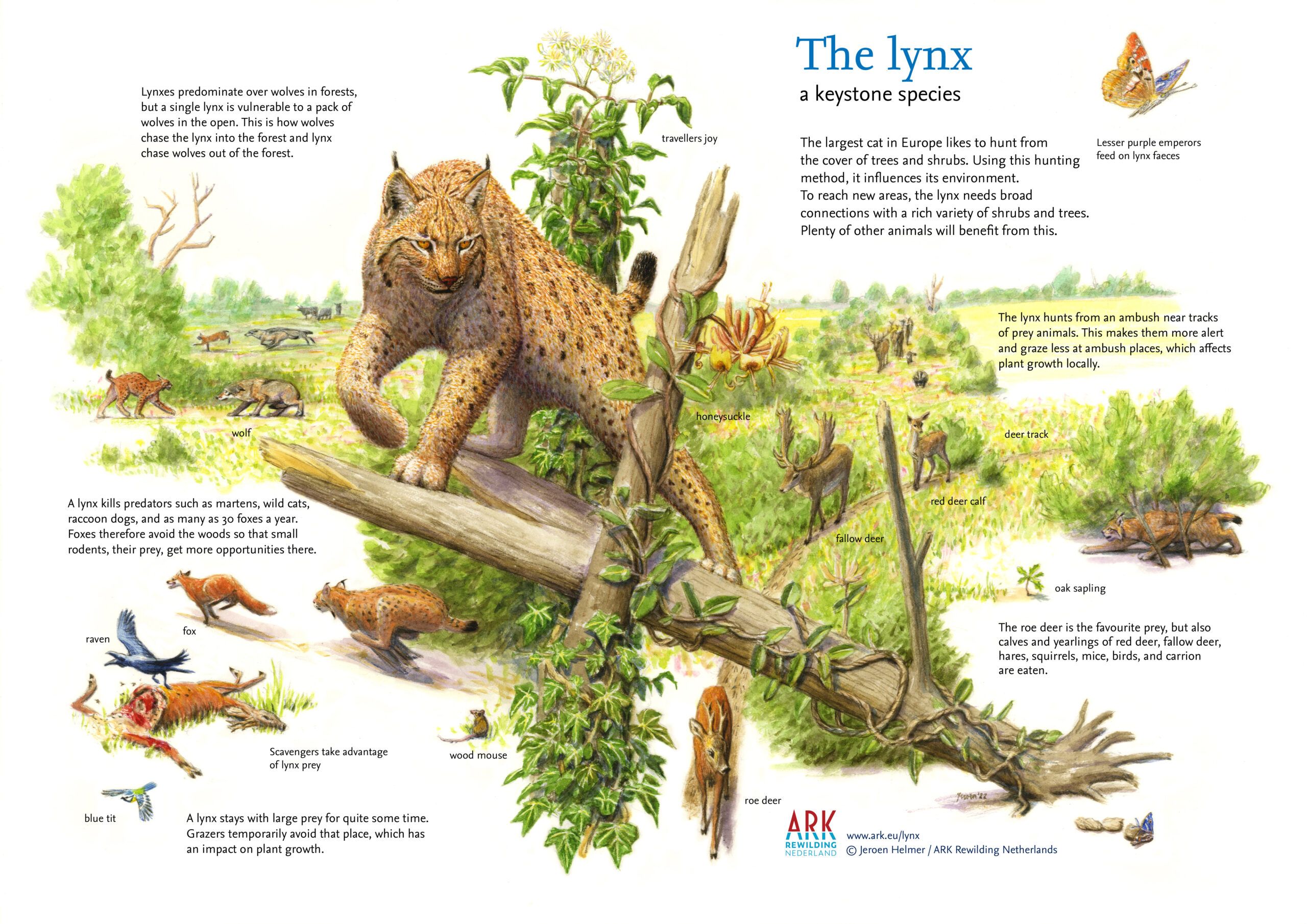 Lynx illustration by Jeroen Helmer
